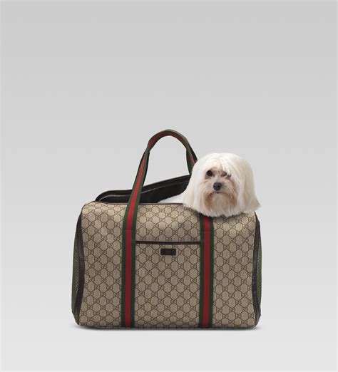 gucci hondentas